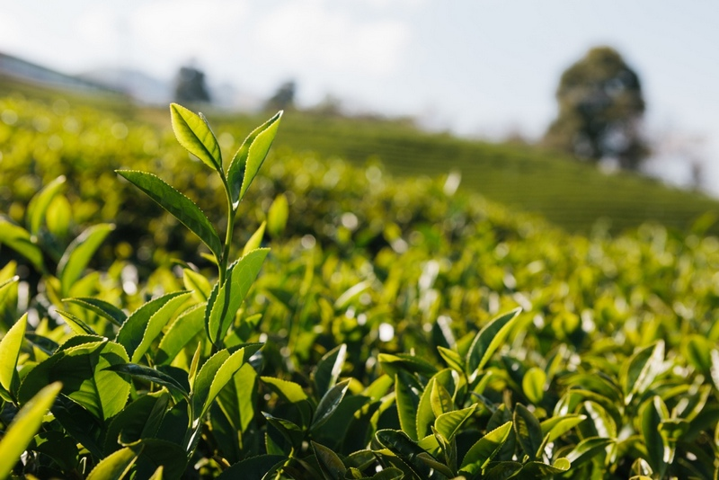 使用除湿机摊青用哪种类型的茶叶除湿机